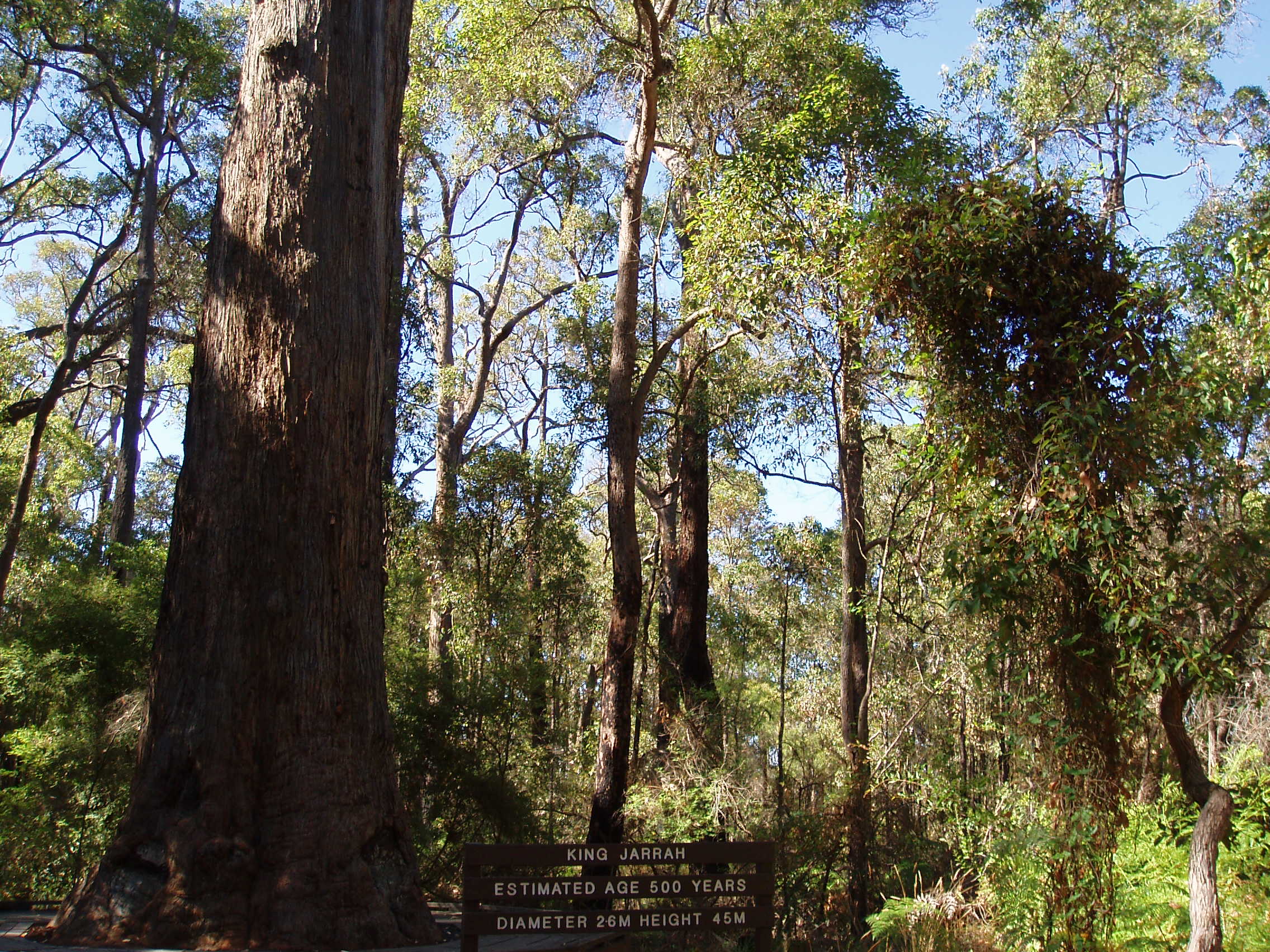 Bibbulmun Track: Pemberton To Northcliffe - photo 8