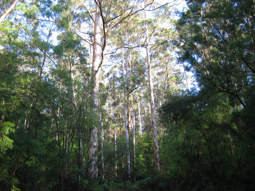 Bibbulmun Track: Pemberton To Northcliffe - photo 4