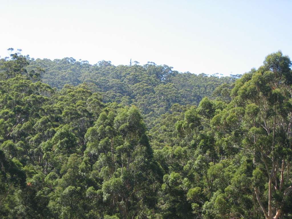 Bibbulmun Track: Pemberton To Northcliffe - photo 5