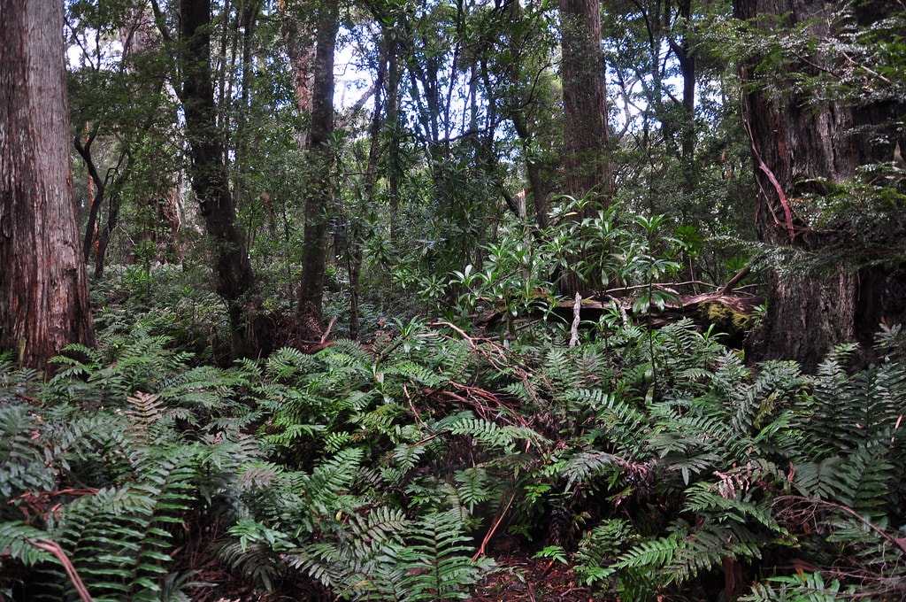 South Coast Track - photo 4