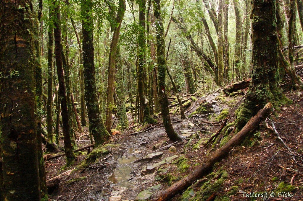 Overland Track - photo 9