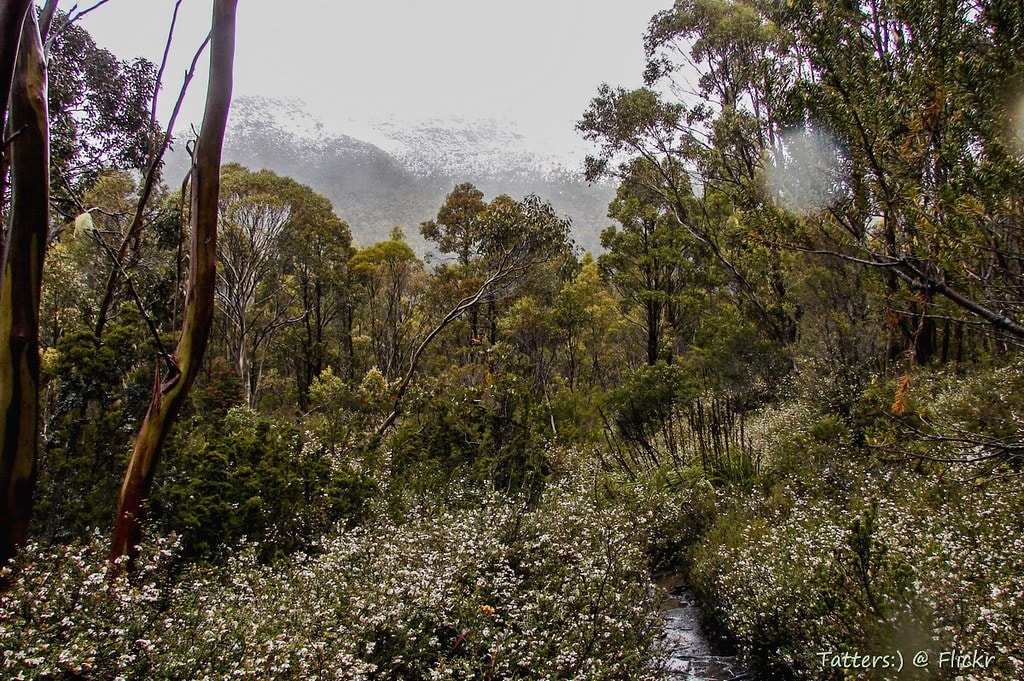 Overland Track - photo 5