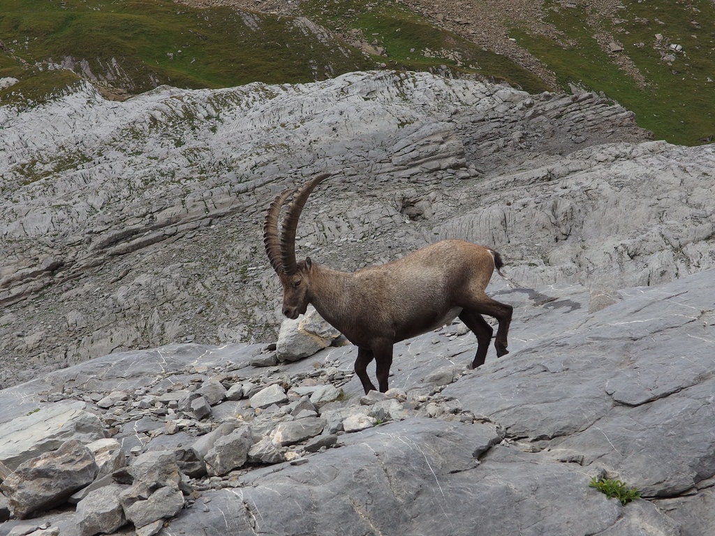 Tour des Dents Blanches - photo 4
