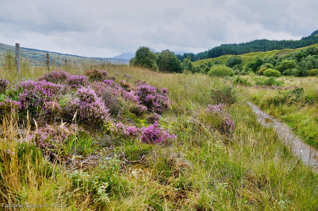 West Highland Way - photo 10