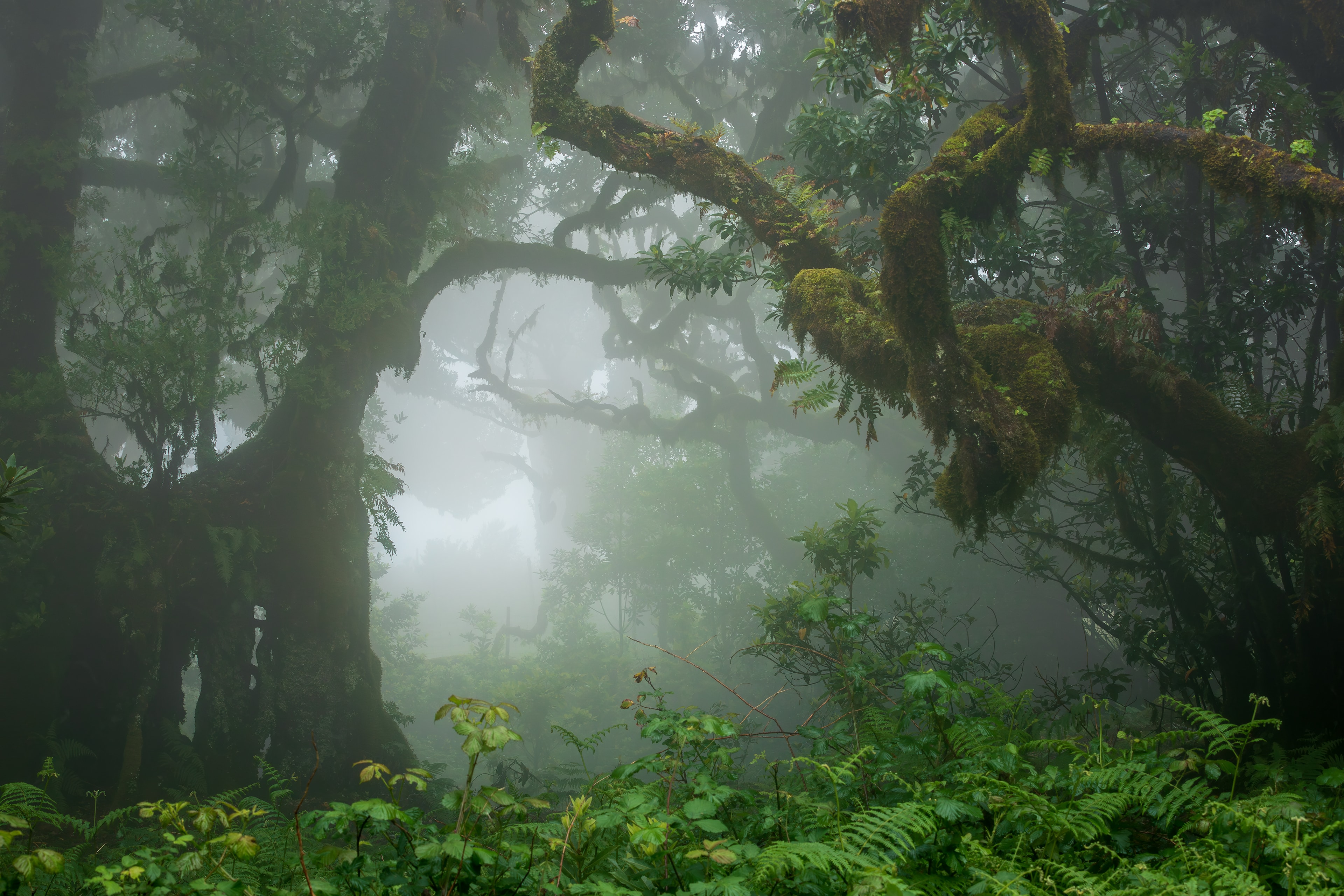 Madeira Traverse - photo 4