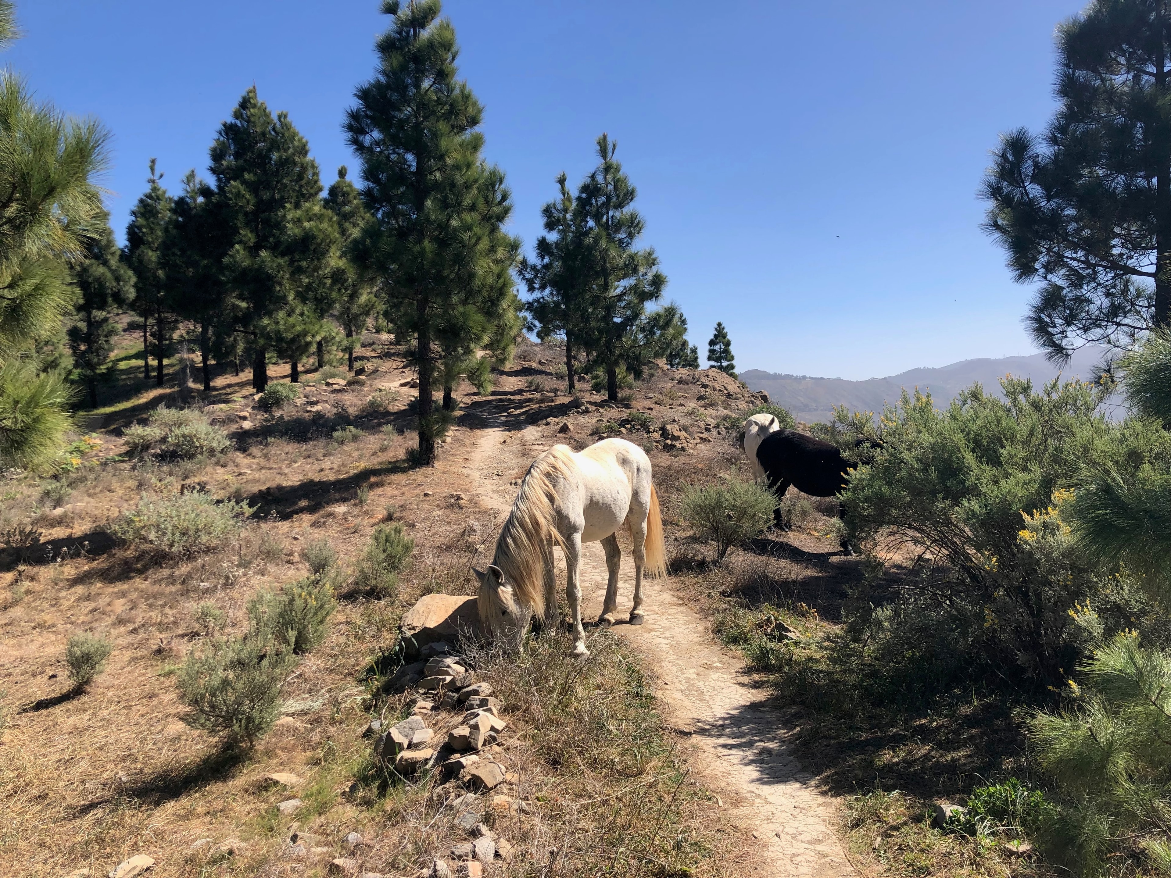 Gran Canaria Traverse - photo 7