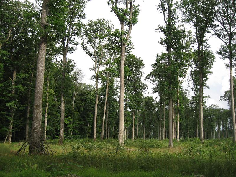 Les Chemins du Perche forestier - photo 6
