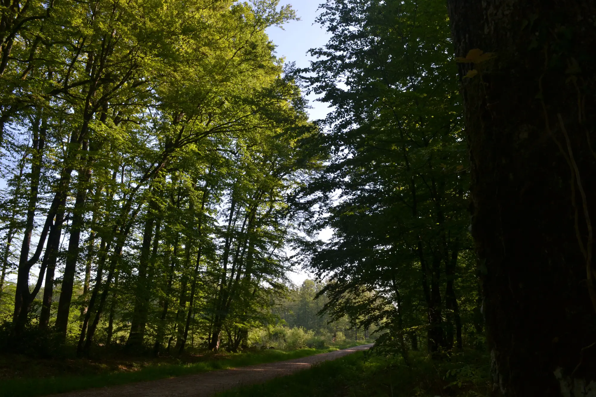 Les Chemins du Perche forestier - photo 8