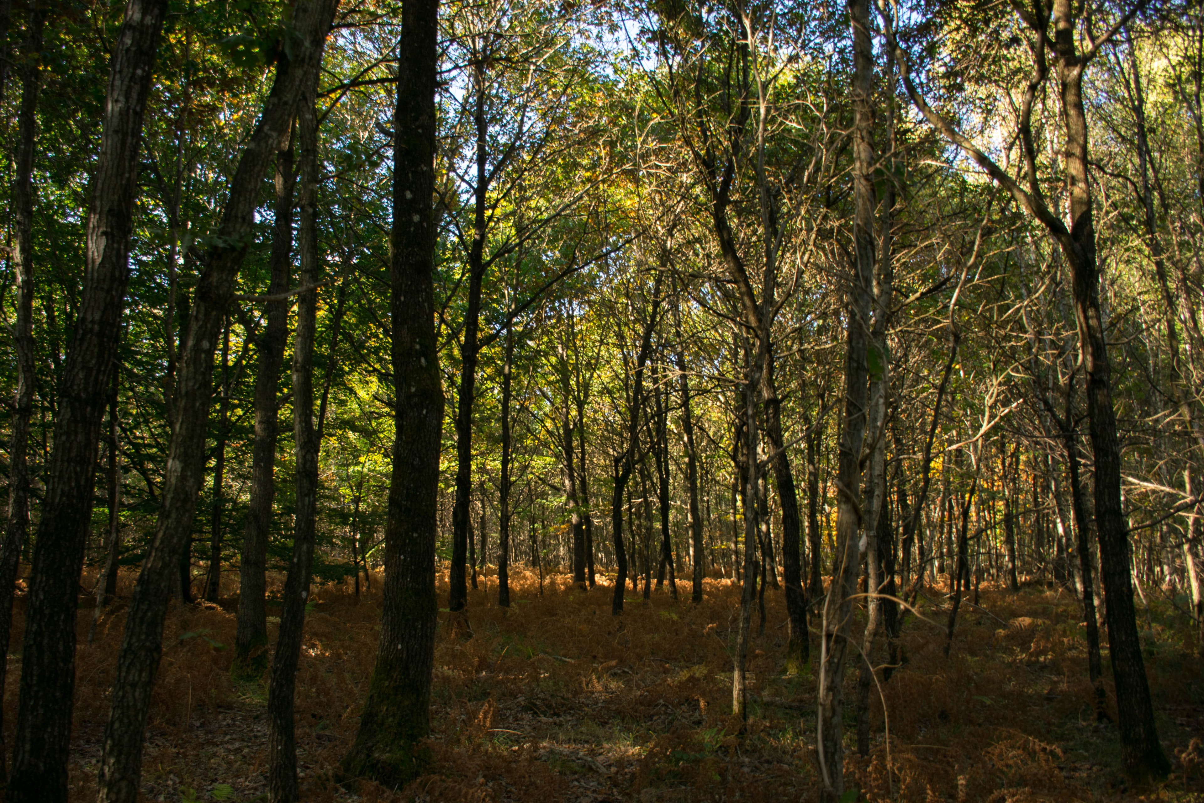 Les Chemins de la forêt de Rambouillet - photo 7