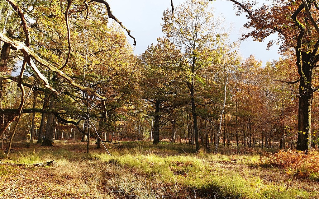 Les Chemins de la forêt de Rambouillet - photo 6