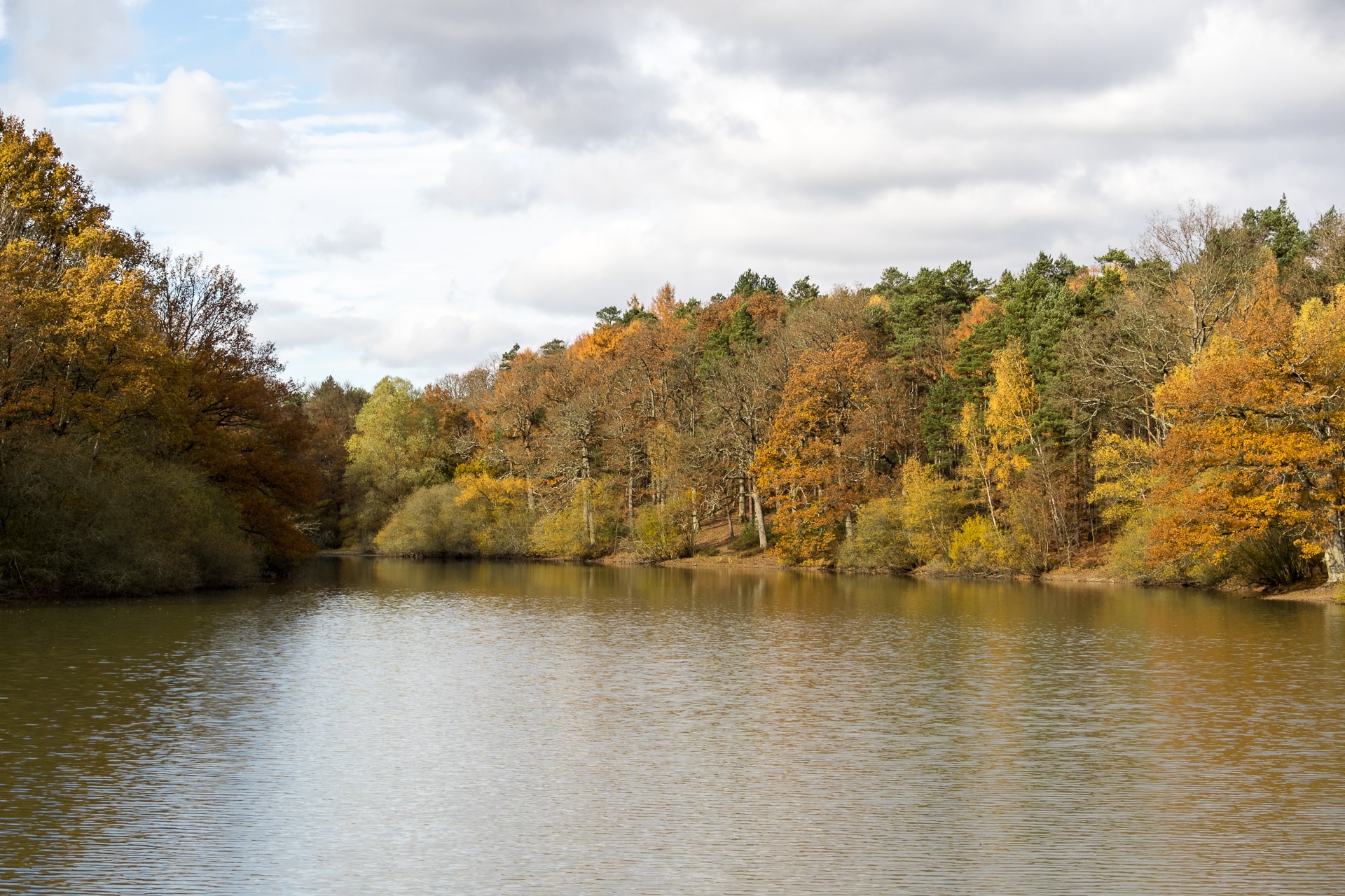 Les Chemins de la forêt de Rambouillet - photo 3