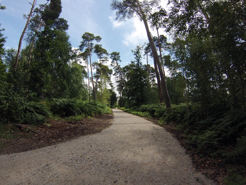 Les Chemins de la forêt de Rambouillet - photo 5