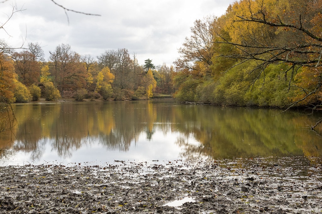Les Chemins de la forêt de Rambouillet - photo 4