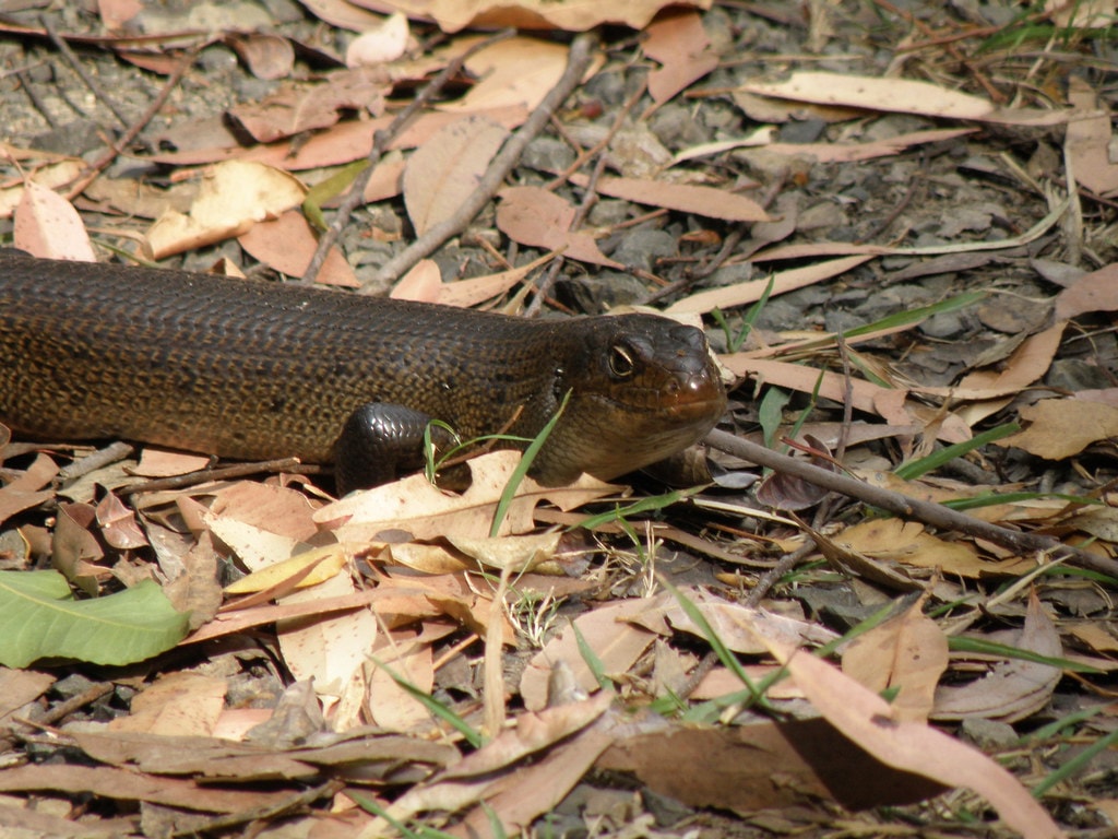Gidjuum Gulganyi Walk - photo 7