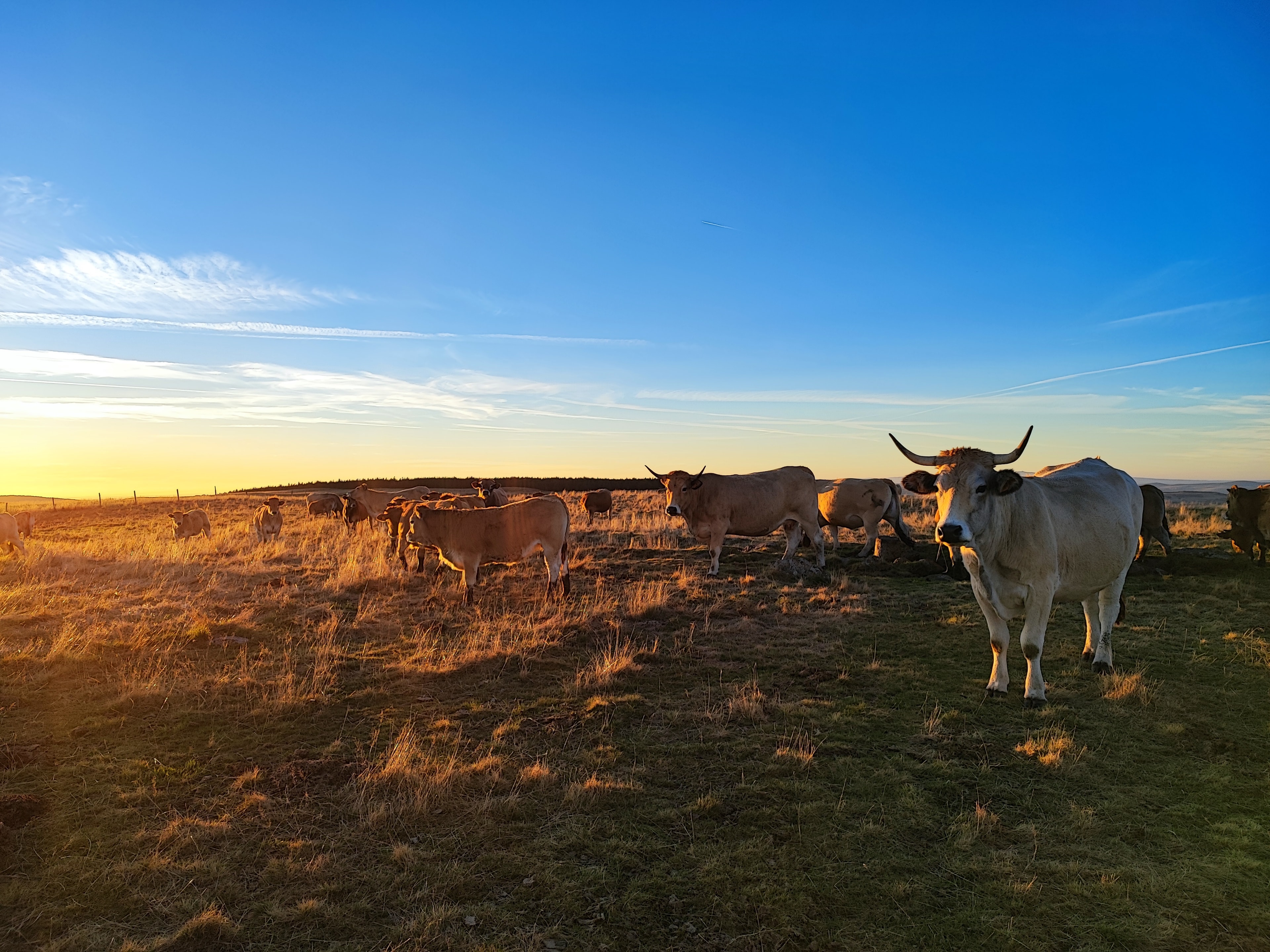 GR60 Tour de l'Aubrac - photo 2