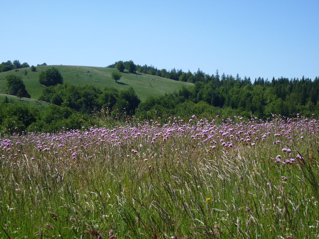 GR71 Tour du Larzac - photo 3