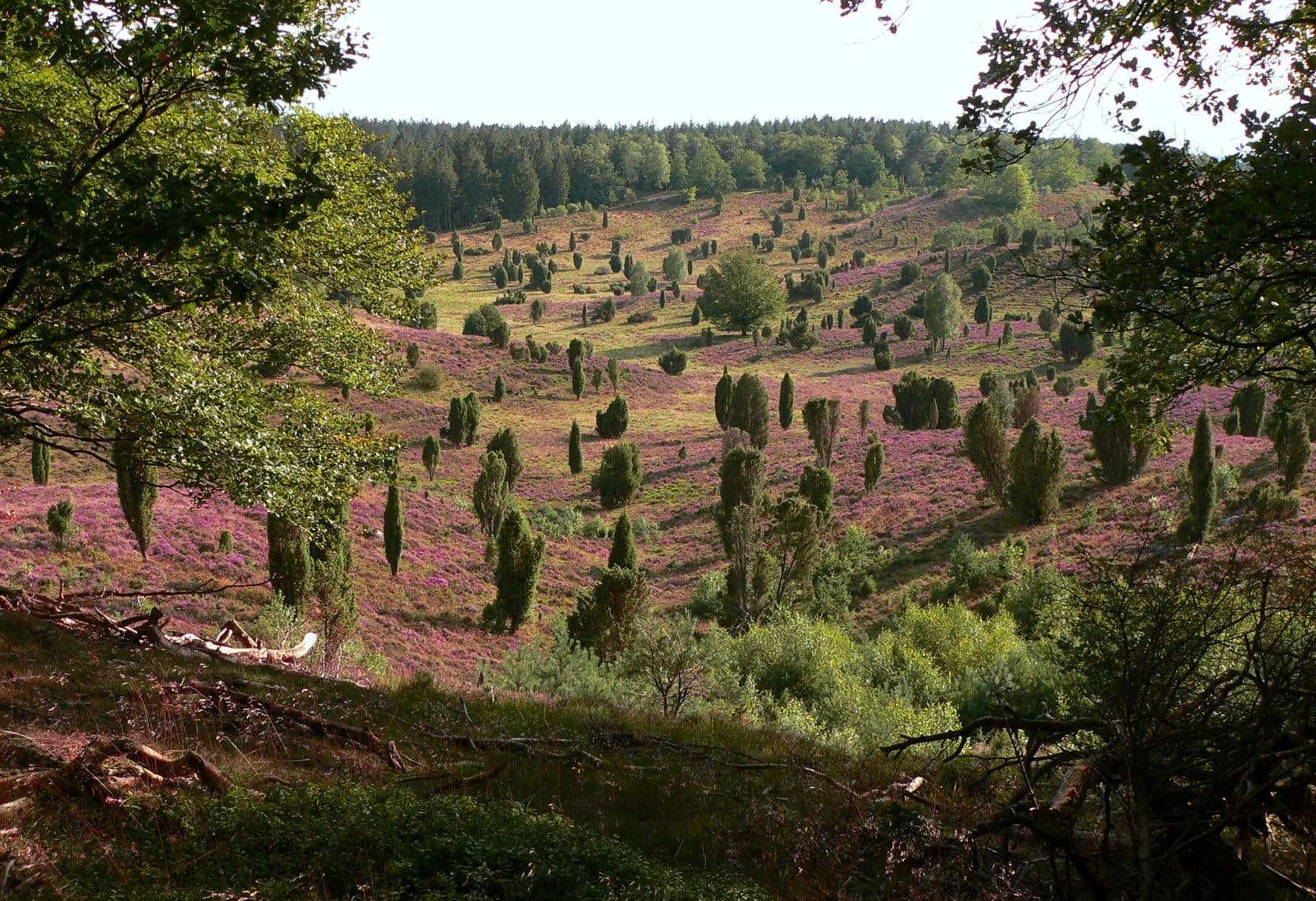 Heidschnuckenweg