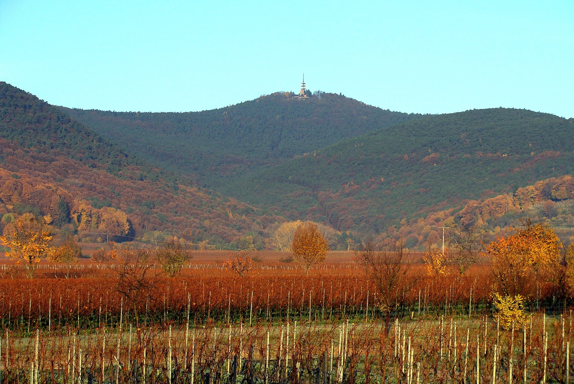 Pfalzer Weinsteig