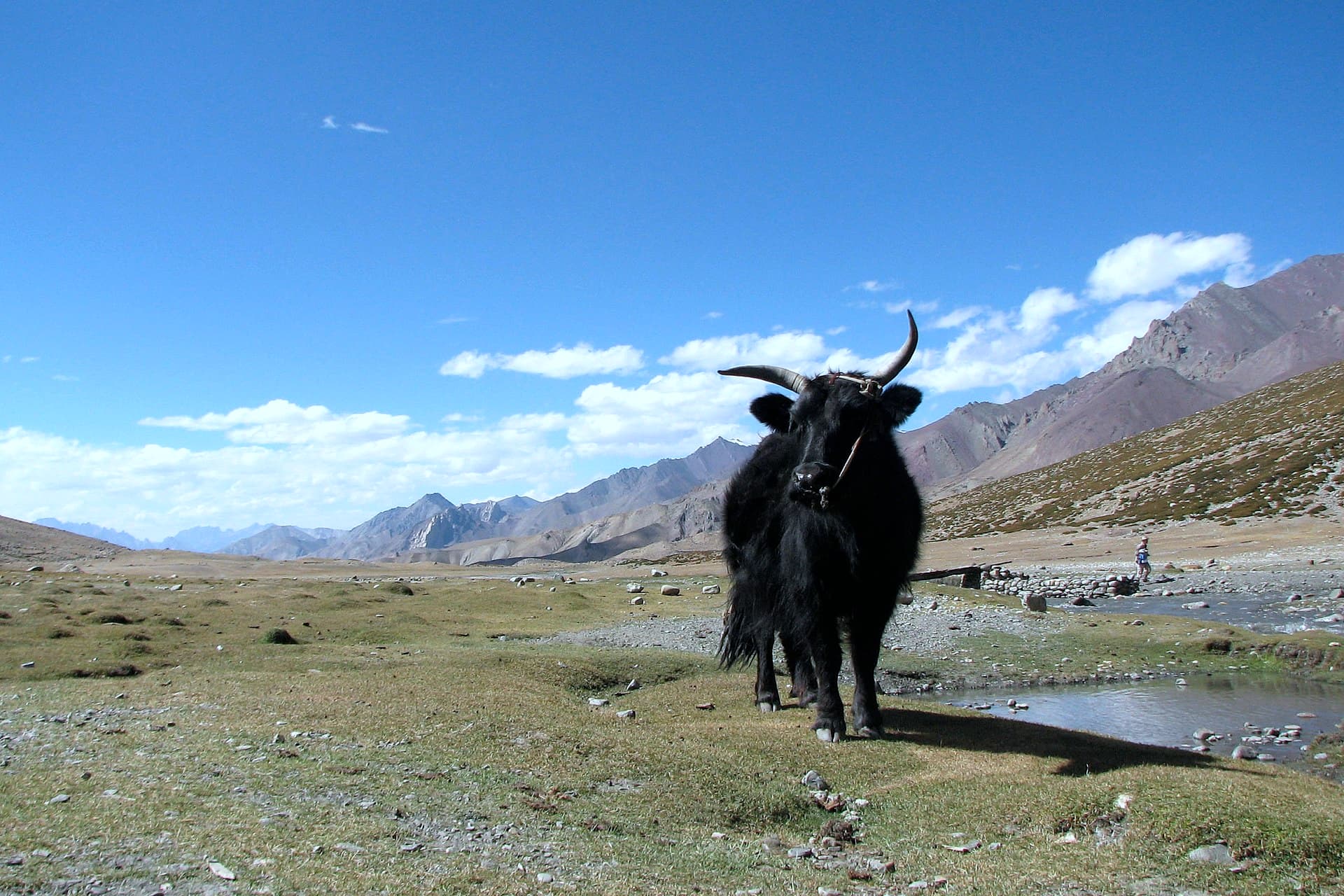 Markha Valley Trek