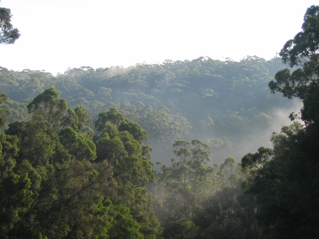 Bibbulmun Track: Pemberton To Northcliffe